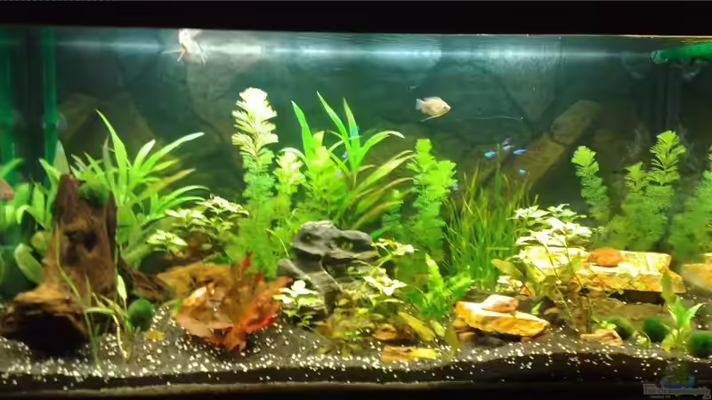 der Anfang von Tudelui (6)