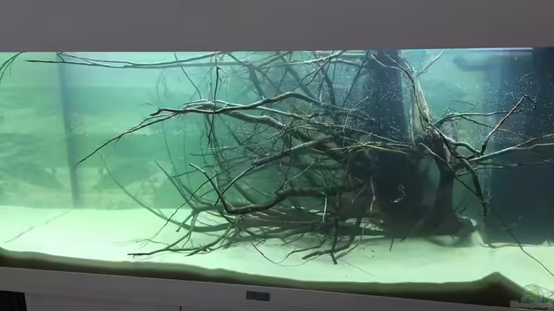 Der Anfang war gemacht... von Botia (2)