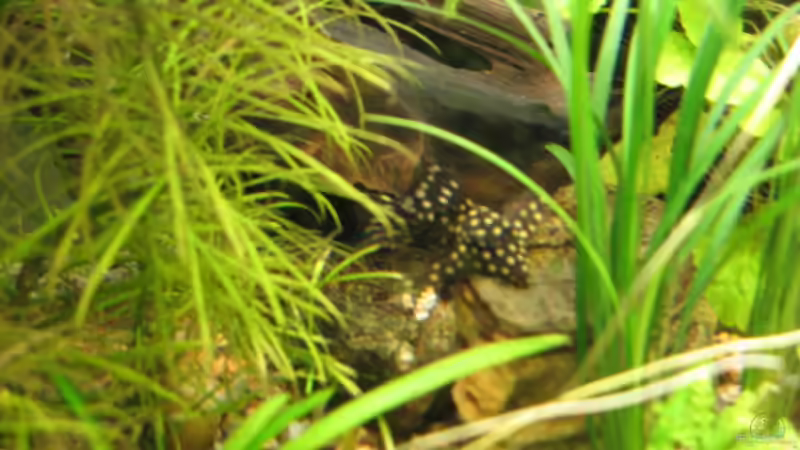 der angebliche L7 (Geschenk von meiner Frau) von Florian Freyer (6)