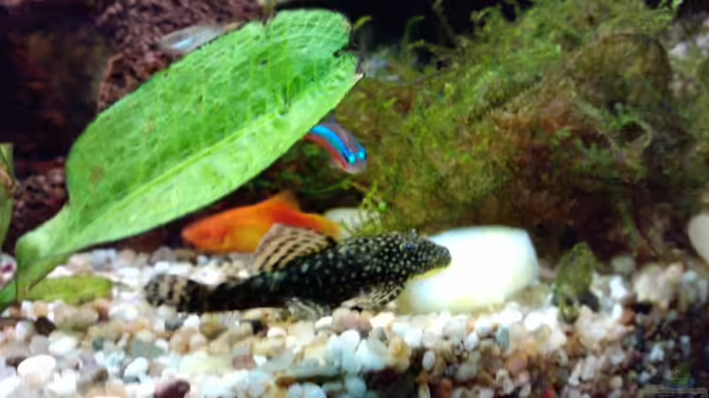 der Antennenwels beim Essen von manala (36)