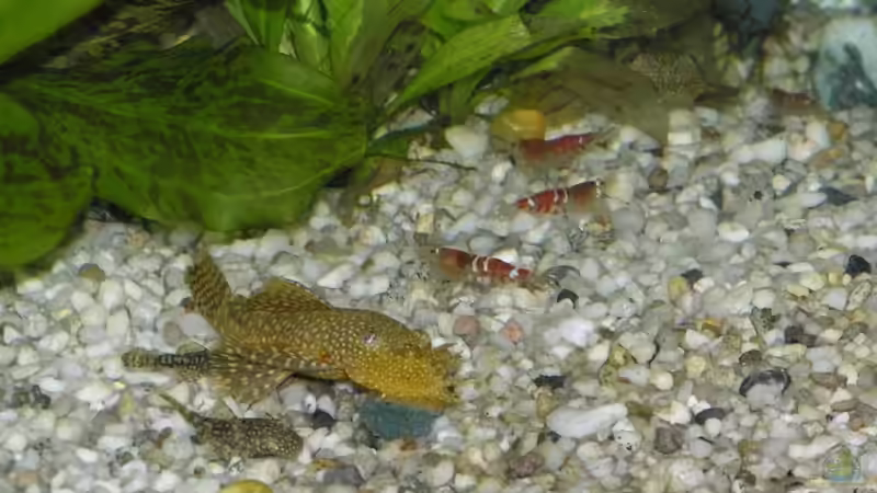 Einrichtungsbeispiele mit Caridina cantonensis Crystal Red (Kristallrote Zwerggarnele)