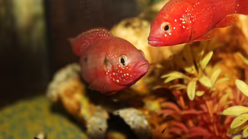 Der Aquarienkauf: Viele Möglichkeiten zum Geld sparen