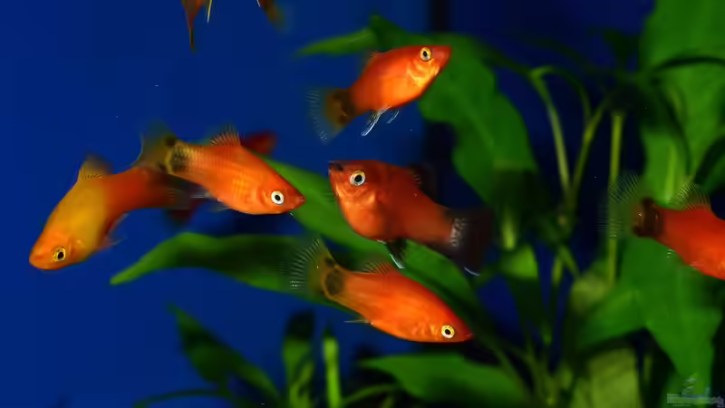 Der Aquarienkauf: Viele Möglichkeiten zum Geld sparen