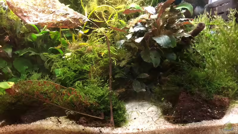 Der Aquarium Fresher im Kampf gegen Fadenalgen