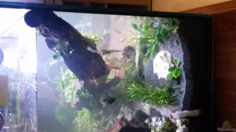 der Ast blieb nicht unten  von Ceylon (10)