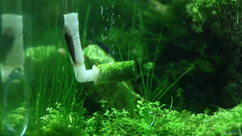 Der Atomizer in Aktion von Arami Gurami (15)