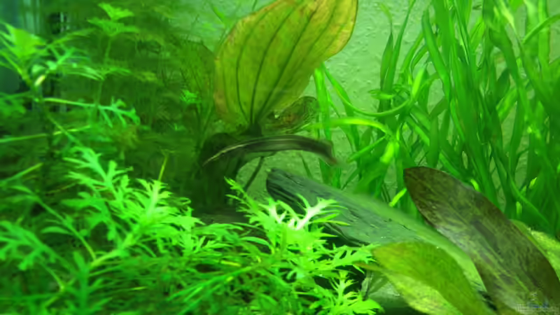 Der Augenfleck-Stachelaal ´Nihal´ von Fuujida (26)