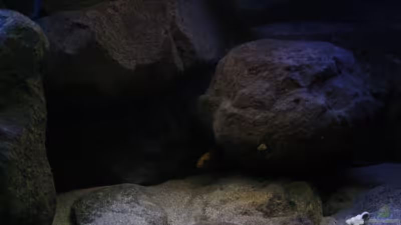 Der Aulonocara Maleri versteckt ! von Florian Bandhauer (32)