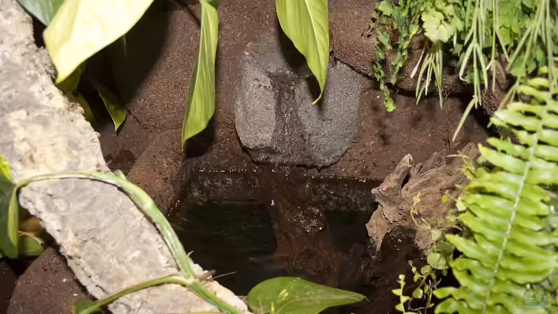 Der Badepart für die Smaragd-Warane von Hoppe-Terrarienbau (7)