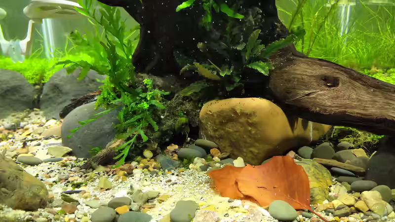 der Bakterienrasen geht zurück, Buchenblätter kommen dazu von koba2 (29)