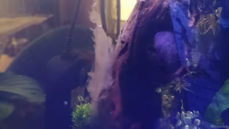 Der Bakterienrasen löst ich langsam auf 25.01.2020 von Vera_K. . (3)