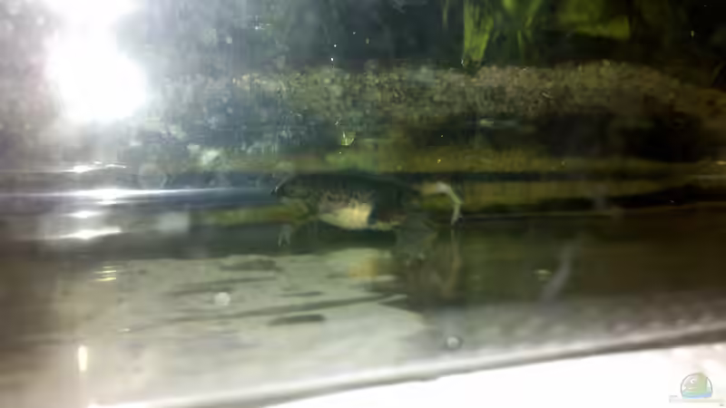 Der Ballonfrosch, als es schon deutliche Verbesserungen gab von Jenny (18)