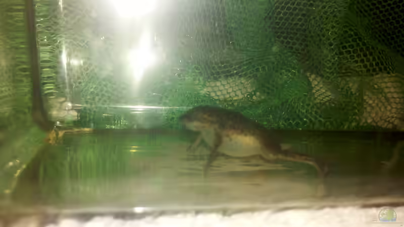 Der ´Ballonfrosch´ von Jenny (17)