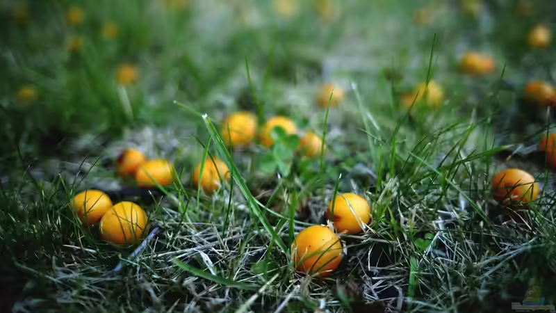 Der Bartholomäustag: Wenn der Sommer dem Herbst die Hand reicht