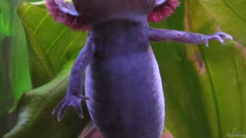 Der Bauch wird immer dicker... Eier drin ! - 09/2010 - von Una (23)