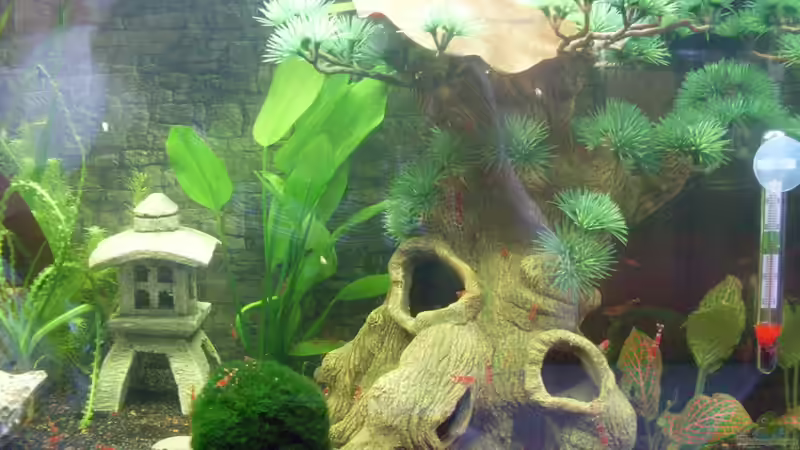 Der Baum ist beliebt bei meinen Garnelis von Brausefisch (6)