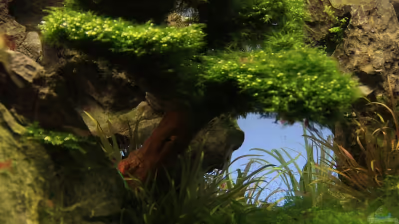 Der Baum mit dem HCC-Teppich  von LouFe (11)