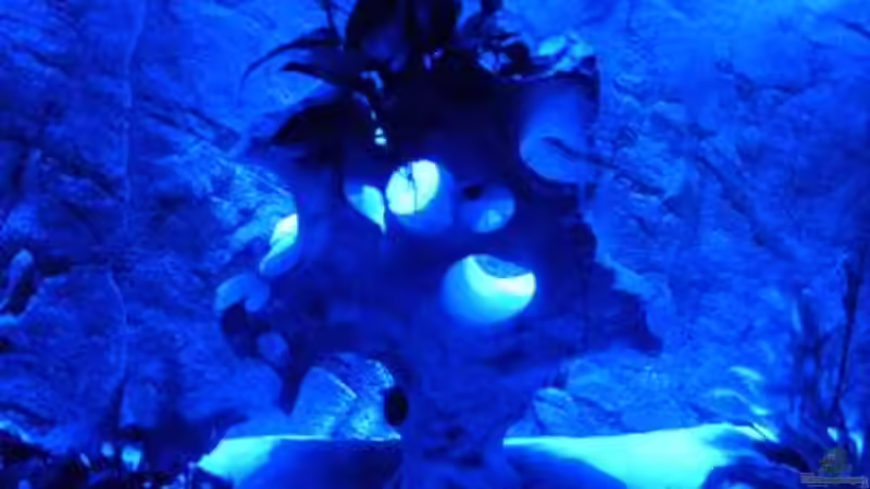 DER BAUM mit LED bestrahlt von Lars Schnabel (18)