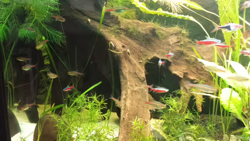 Der Baum von NRW (33)