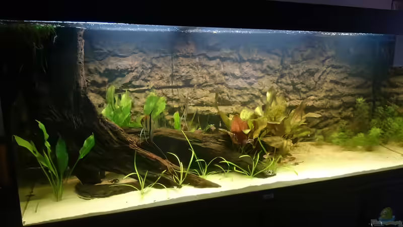 Der Baumstumpf von DennisTheMenis (10)