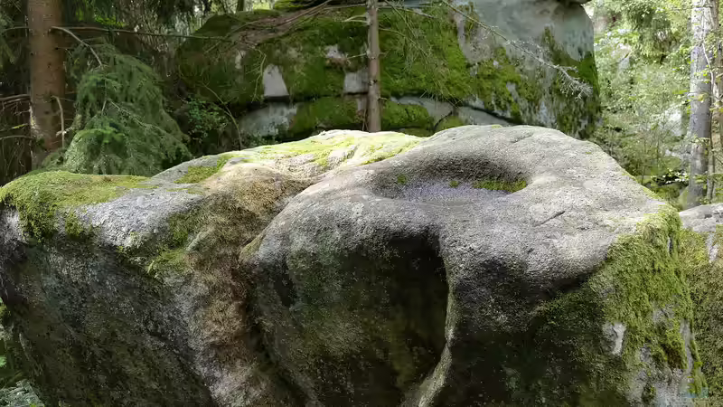 Der Bayerische Wald als Urlaubsziel und Inspiration für Hobbygärtner