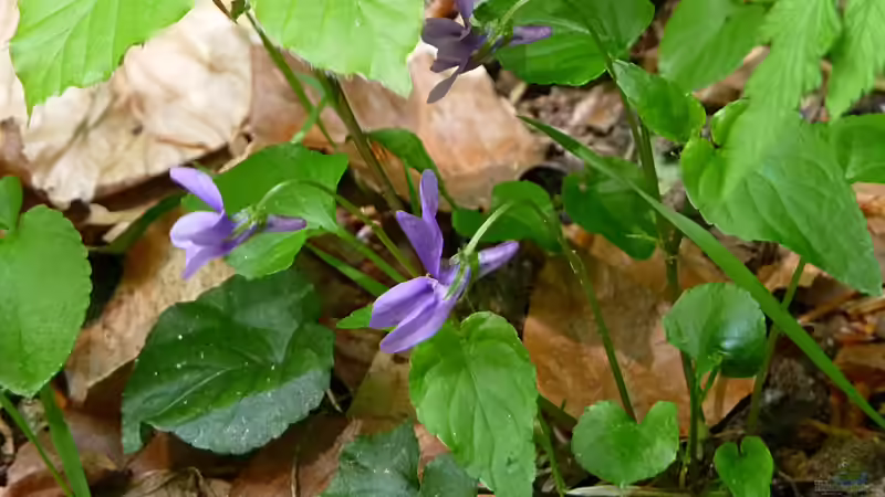 Der Bayerische Wald als Urlaubsziel und Inspiration für Hobbygärtner