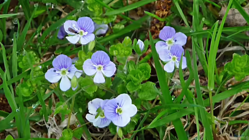 Der Bayerische Wald als Urlaubsziel und Inspiration für Hobbygärtner