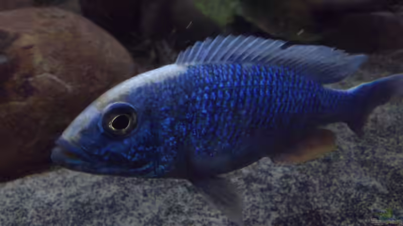 Der Becken-Chef in Nahaufnahme von Noah (21)