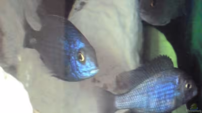 Der Beckenchef und sein Vize von Couro (20)