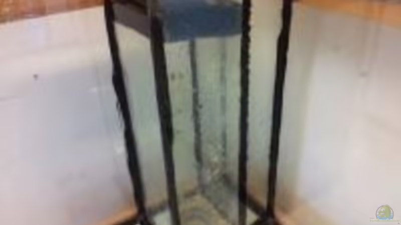 Der ??berlauf von Amamazonas Diskus (6)