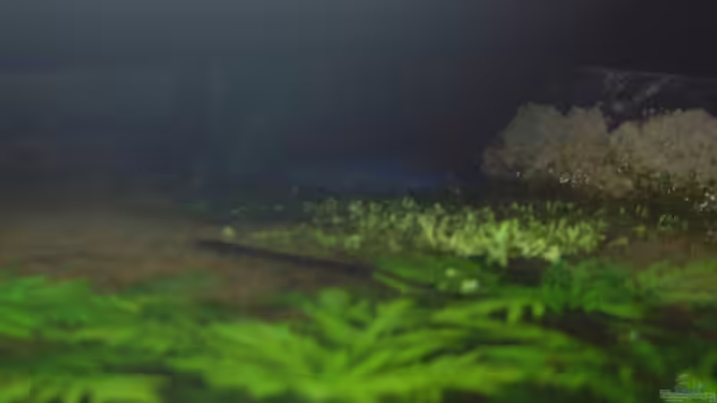 der ??berlaufschacht ist mit einem Stück Filterschwamm gesichert. Kleine Garnelen von Sebastian H.2 (12)