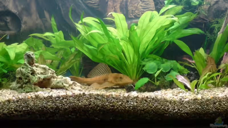 Der besagte L-Wels noch auf altem Bodengrund! von cupra2009 (13)