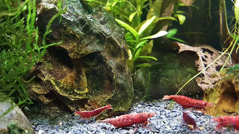 Der Besatz - Stand -  Feb. 2022 von odin 68 (60)