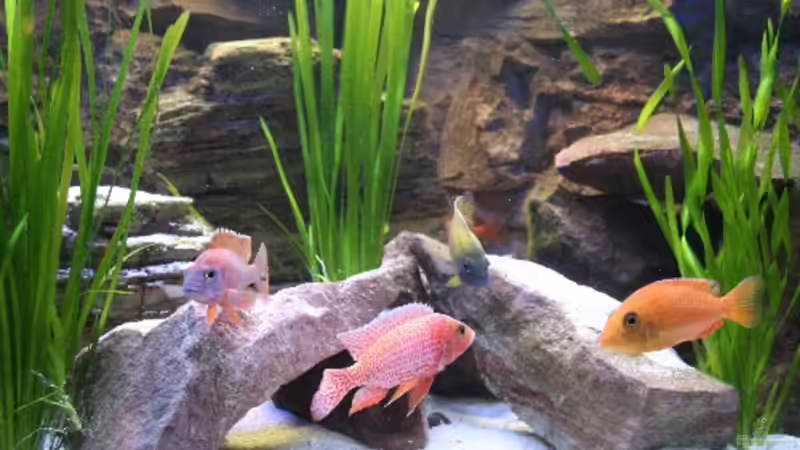 Der Besatz,Fire Fish Bock,rechts Weib,links Auloncara Red Rubin(nicht mehr im Becken) etwas dahinter Auloncara Beanschi Benga Bock(16.12.08) von Florian Bandhauer (15)