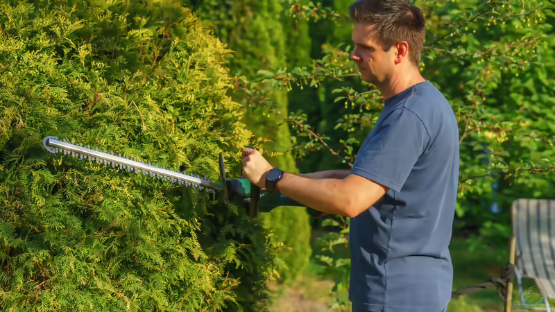 Der beste Zeitpunkt dafür, eine neue Hecke zu pflanzen und zu pflegen