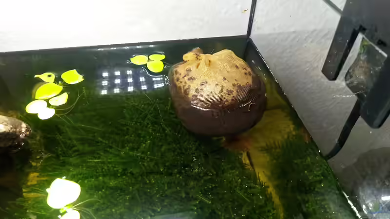 Der Beutel Torf im Becken um die Wasserwerte mehr in dem Sauren Bereich zu bringen. von David Schneider Aquaristik (7)