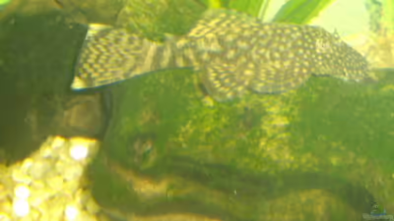 Der blaue Antennenwels von Michael Spillner (14)