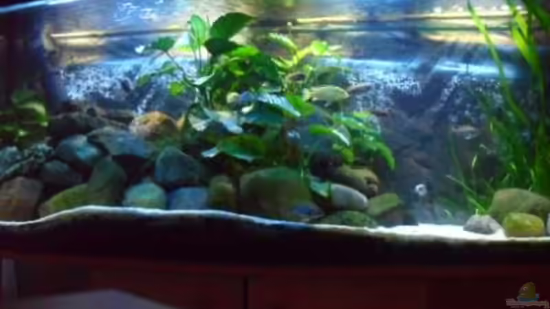 der Blick aufs Ganze von delphin (26)