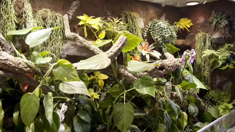 Der Blick von links ins Terrarium von Hoppe-Terrarienbau (5)