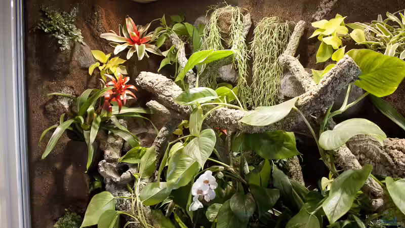 Der Blick von rechts in Regenwaldterrarium von Hoppe-Terrarienbau (6)