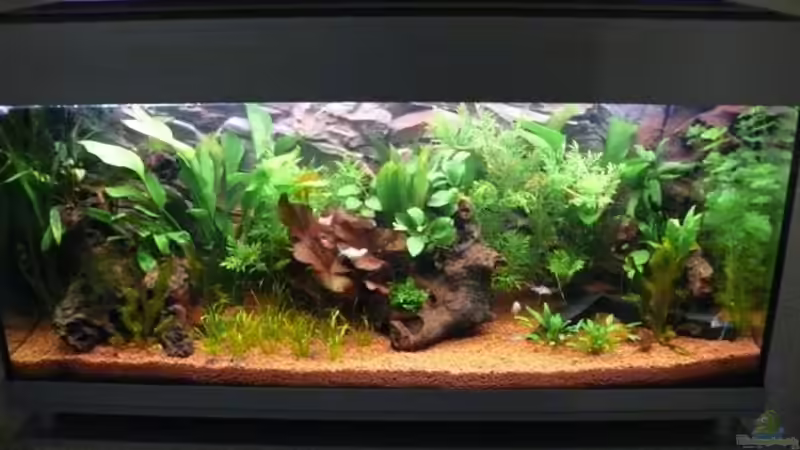 Der Blickfang im Wohnzimmer! von Daniel Hentschel (1)