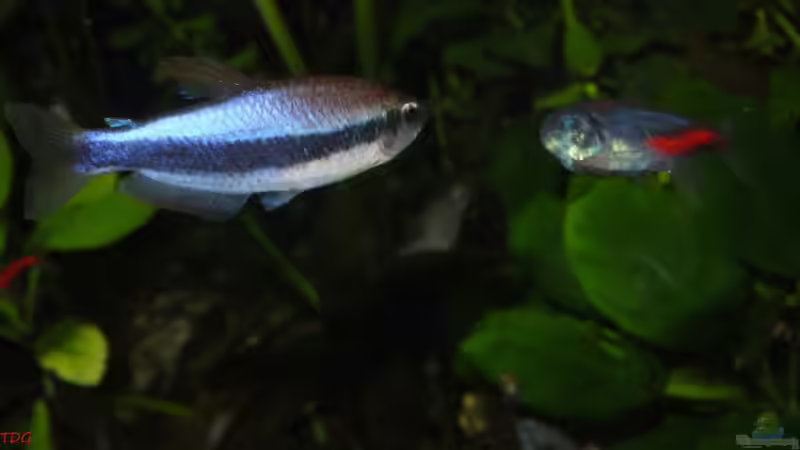 Der Blinde und der König von TDG (41)