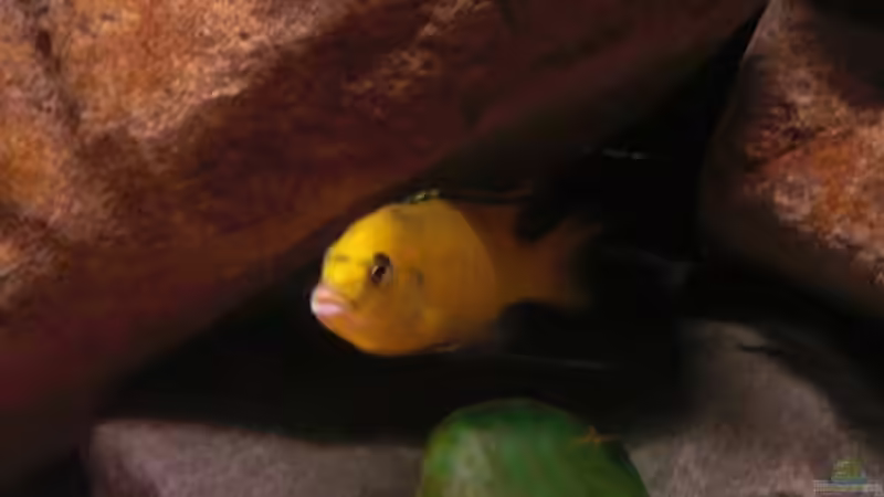 Der Bock... von Kai Pragal (42)