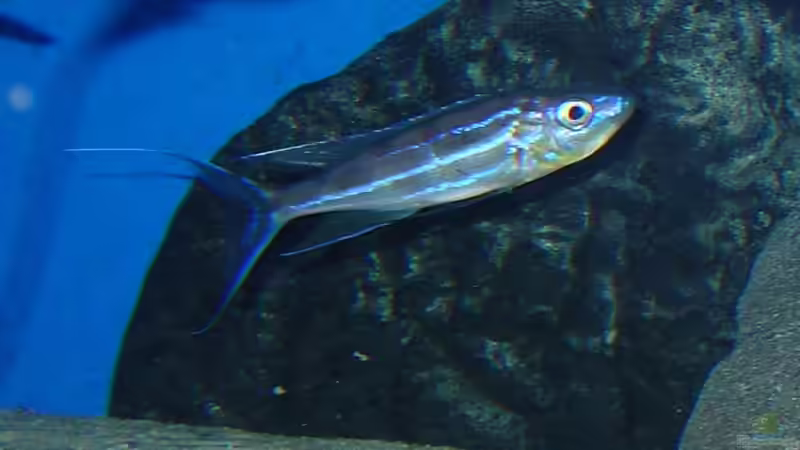 Der Bock hat ca 12cm,und schon schöne Flossenstrahlen von Thomas Wittemeier (4)