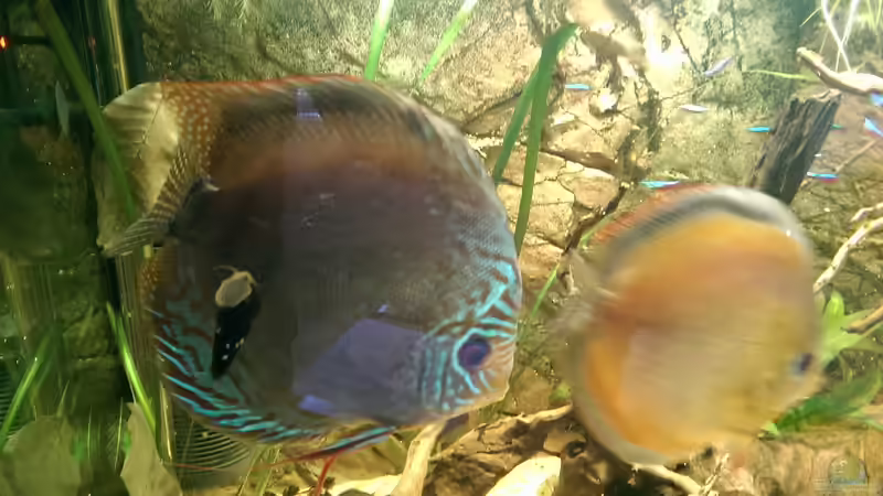 Der Bock im Vordergrund,rechts das Weibchen,an der Frontscheibe eine Cappuccinoschnecke von Ottche (6)