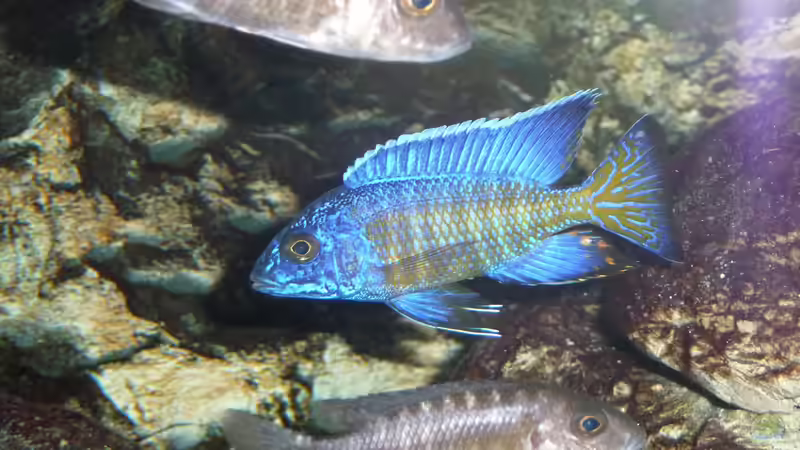 Der Bock mit seinen Mädels 15.02.2014 von DER YBBSTALER (68)