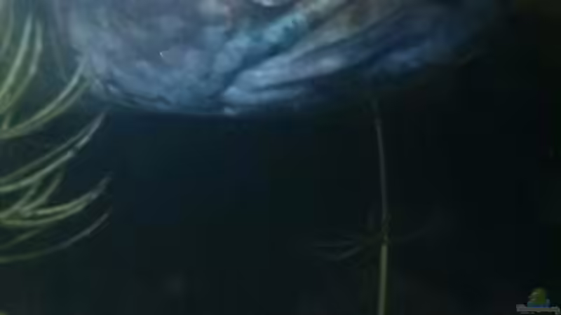 Der Bock nach dem Aufguss von AquaTobi90 (80)