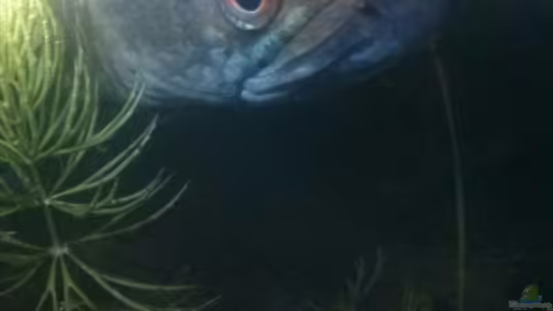 Der Bock nach dem Aufguss von AquaTobi90 (81)