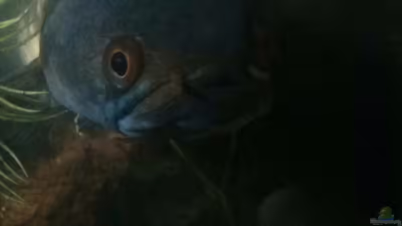 Der Bock nach dem Aufguss von AquaTobi90 (82)