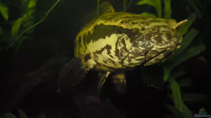 Der Bock nach erfolgreicher Paarung :) von Metamorphois (10)